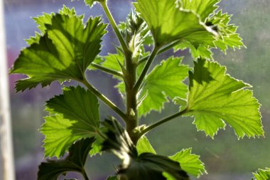 Pencere kenarında sardunya sapı