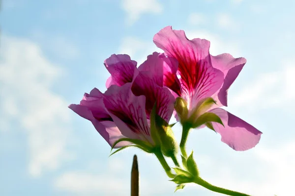 Kwiat Geranium Parapecie — Zdjęcie stockowe