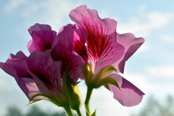 Kwiat Geranium Parapecie — Zdjęcie stockowe