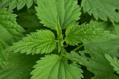 Dolu yağışlı ısırgan yaprakları