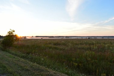 Çayırın üzerinde şafak, sisli orman