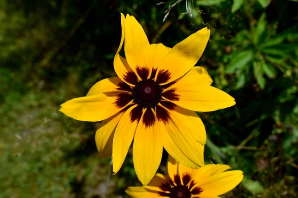 Желтый Цветок Rudbeckia Хирт Клумбе — стоковое фото