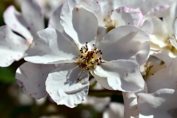 Bílá Květina Růžových Bocích — Stock fotografie