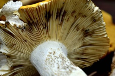 Hasarlı sarı russula plakaları. Kapatın.