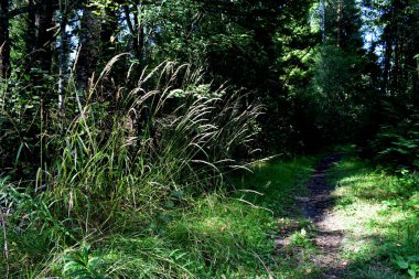 Bir orman yolunun kenarındaki uzun otlar