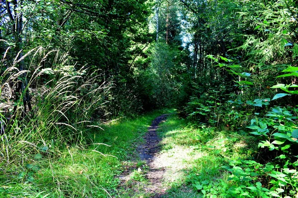 Sentier Pédestre Dans Forêt Été — Photo