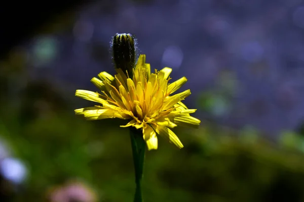 Diente León Amarillo Yema Sin Abrir — Foto de Stock