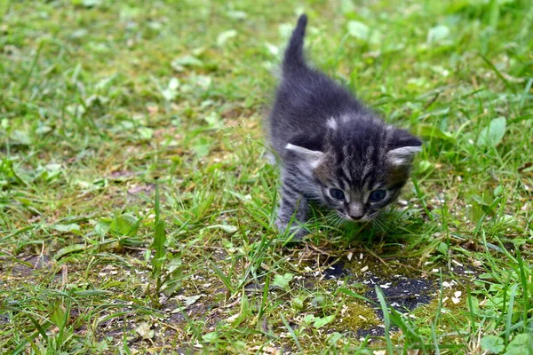 Kitten First Walk Fresh Air — Stock Photo, Image
