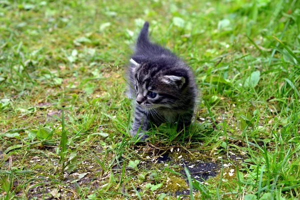 Kitten Eerste Wandeling Frisse Lucht — Stockfoto