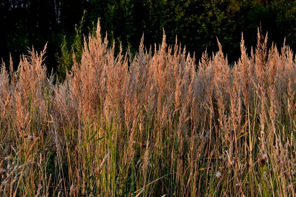 Calamagrostis Canescens Clearing Forest — Stock Photo, Image