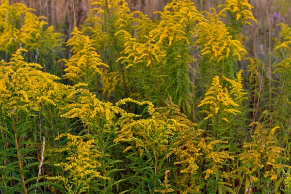 Zoltarnik çalıları sahada