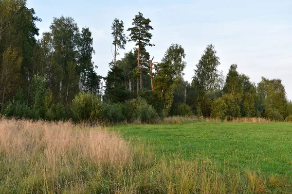 Arazinin kenarındaki sararmış otlar