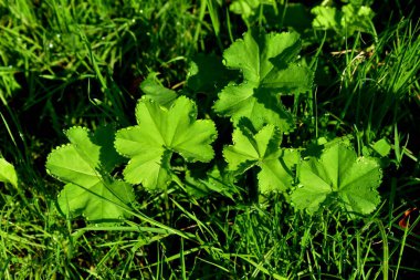 Alchemilla vulgaris ve sabah çiğ damlaları.