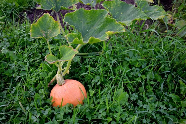 Çimlerin üzerinde uzanan tepeli bir balkabağı