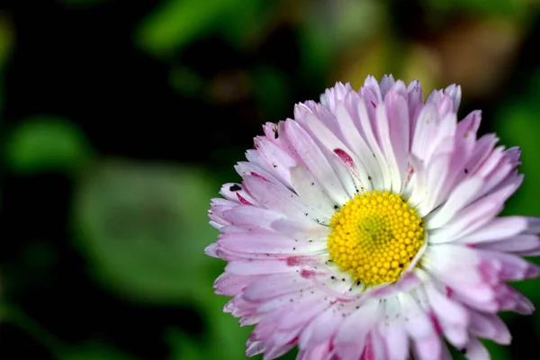 Rosa Kamillenblüten Blumenbeet — Stockfoto