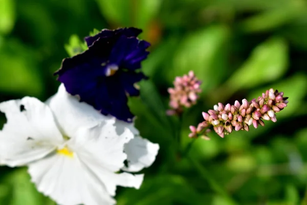 Sementes Viola Wittrock Branco — Fotografia de Stock