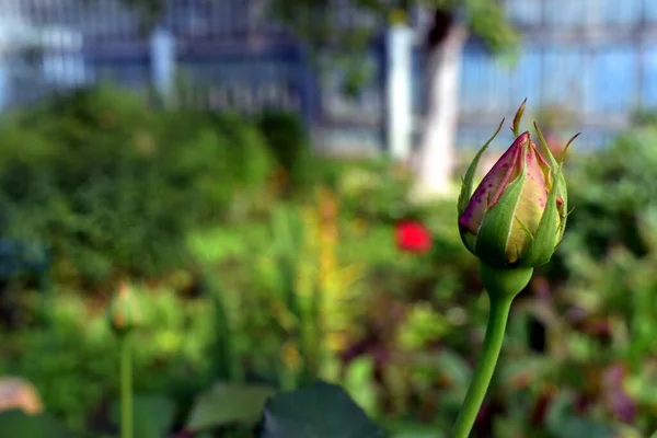 Bahçede patlamamış bir gül