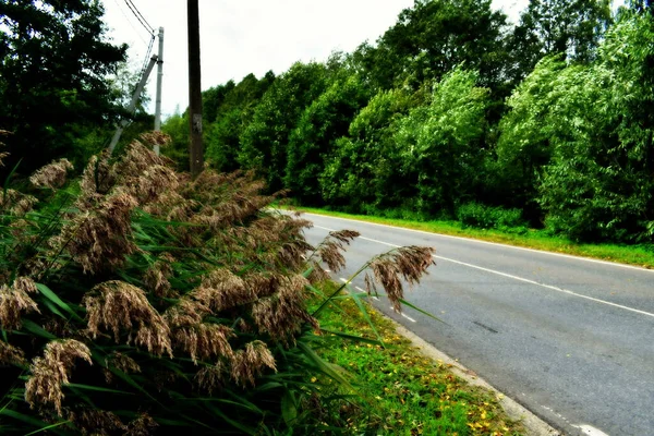 道路の端にあるハスマンティウム ブロードリーフは — ストック写真