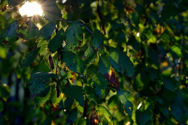 Березовые Листья Лучах Заката — стоковое фото