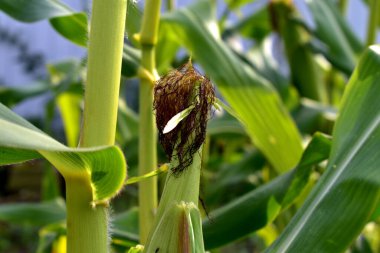 Olgunlaşan bir kulakta mısır ipeği