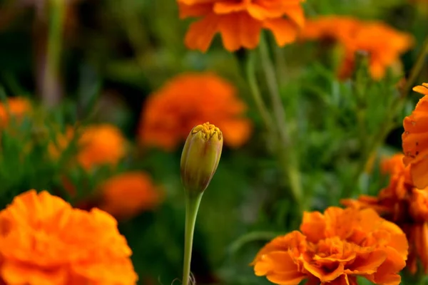 Unblown Bud Marigold Flower Bed — Stock Photo, Image