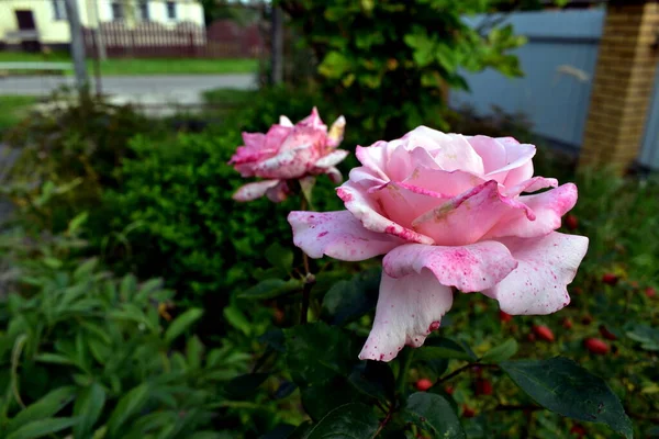 Bahçede çiçek açan bir gül