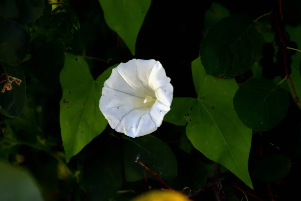 white bindweed in the shade of leaves