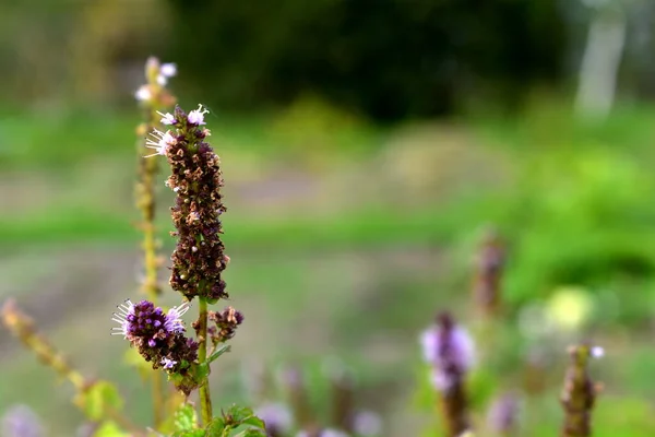 Kvetoucí Mentha Longifolia Zahradě — Stock fotografie