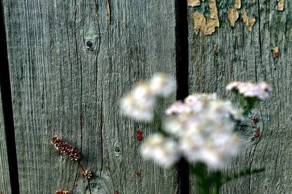 Highlander Background Old Wooden Wall — Stock Photo, Image