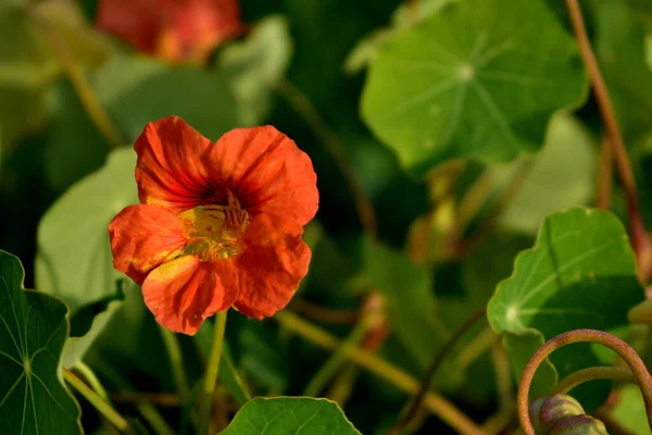 Akşam güneşinde portakal suyu.