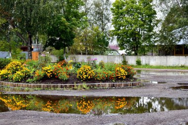Yağmurdan sonra su birikintileriyle çevrili büyük bir çiçek tarlası.