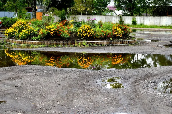 Yağmurdan sonra su birikintileriyle çevrili büyük bir çiçek tarlası.