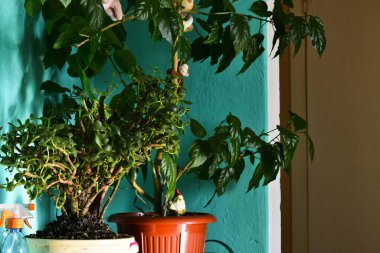 Tencerede iki kapalı bitki