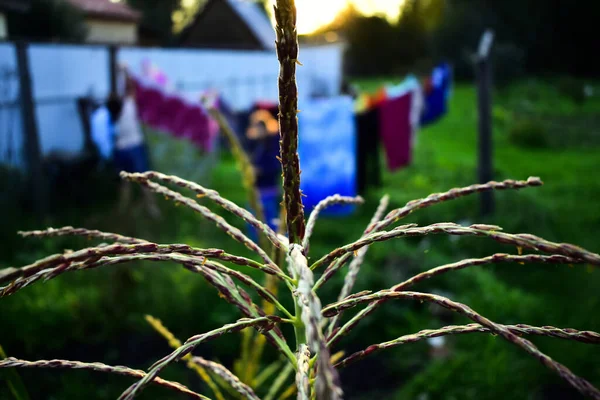 Maíz Atardecer Fondo Ropa Secado — Foto de Stock