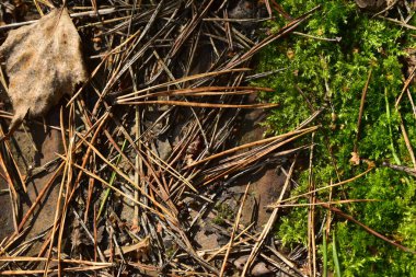 Yosun kaplı demir bir çarşafta yaşlı ladin iğneleri.
