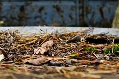 Yosun kaplı demir bir çarşafta yaşlı ladin iğneleri.
