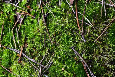 Yosun üzerinde yaşlı ladin iğneleri