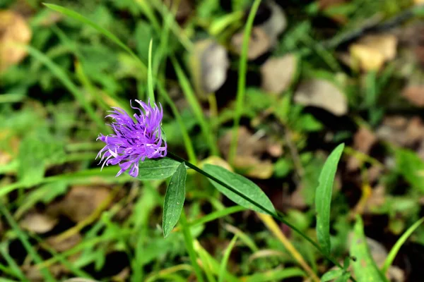 Centaurea Jacea çiçeği çimlerin üzerinde