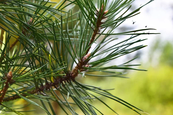 Çam dalındaki iğneler