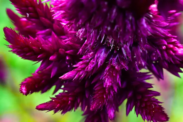 Fiore Celosia Argentea Primo Piano — Foto Stock