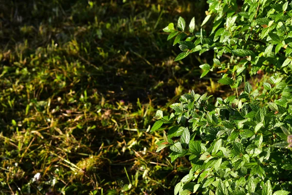 Húmedo Verde Hojas Japonés Spirea —  Fotos de Stock