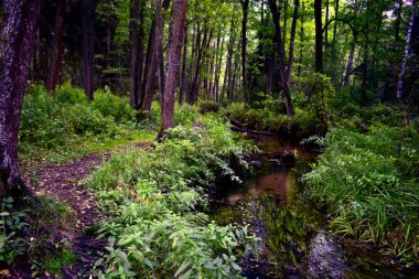 Karanlık ormandaki dereden geçen patika