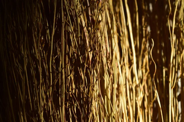 Dry Cane Broom — Stock Photo, Image