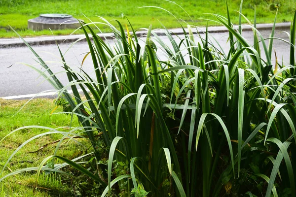 Yol kenarındaki hendekte kalamar bataklığı