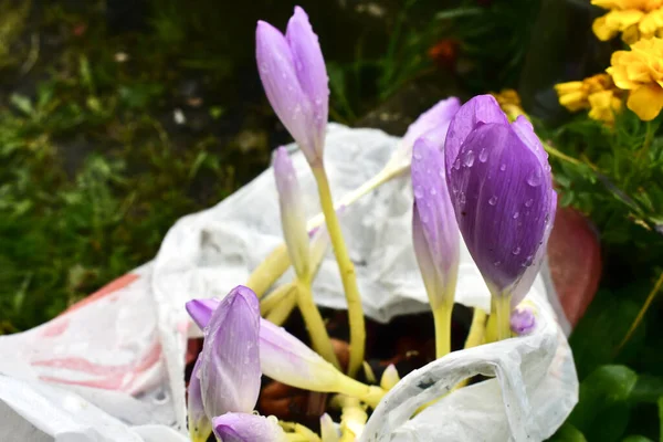 Plastik bir torbada kar taneleri