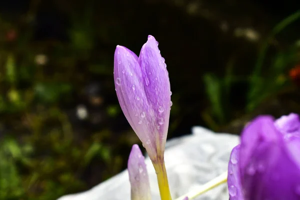 Crocus Salju Dengan Tetes Air — Stok Foto