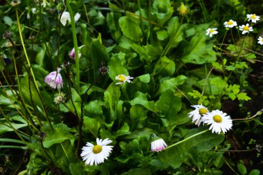 Otların arasında buruşmuş papatyalar.