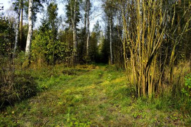 Çalıları olan nadir huş ağaçları.
