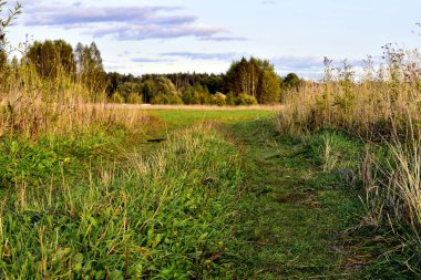 Çayırdaki sararmış otlar
