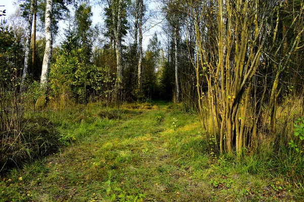 Çalıları olan nadir huş ağaçları.